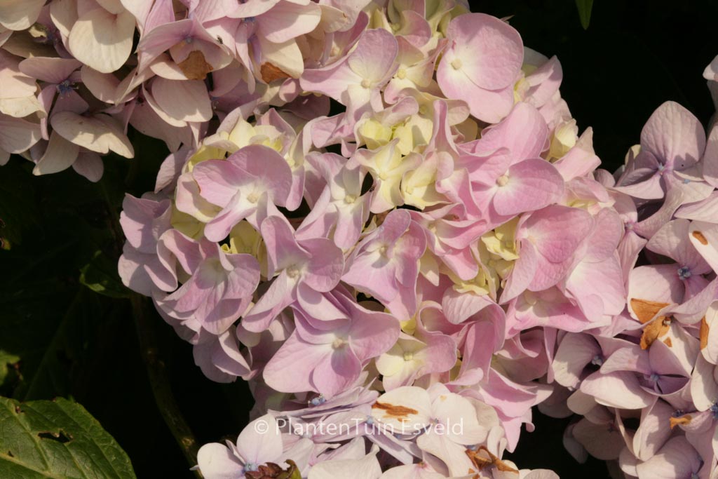 Hydrangea macrophylla ‘Vindool’ (DOOLEY)