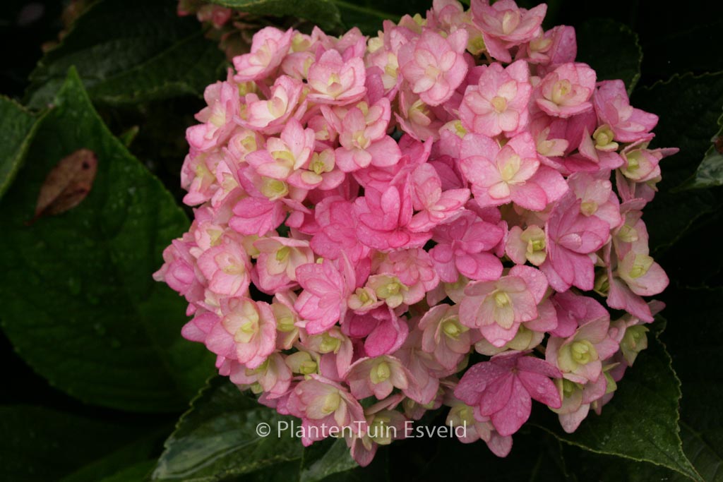 Hydrangea macrophylla ‘Youmefive’ (TOGETHER)