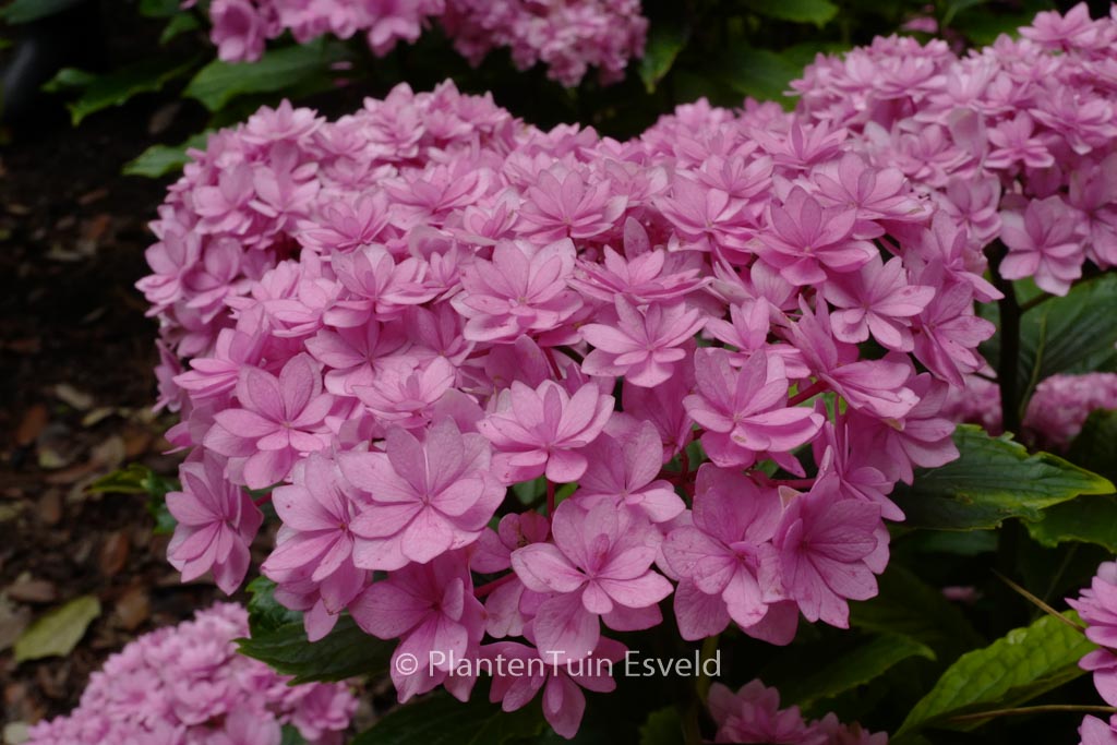 Hydrangea macrophylla ‘Youmetwo’ (ETERNITY)