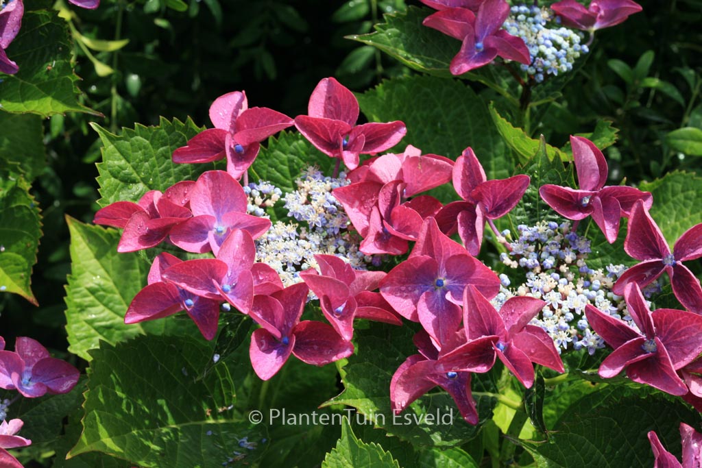 Hydrangea macrophylla ‘Zeisig’