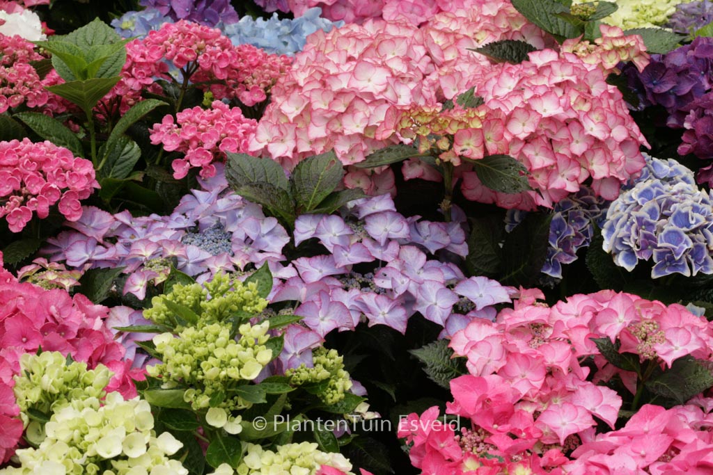Hydrangea macrophylla