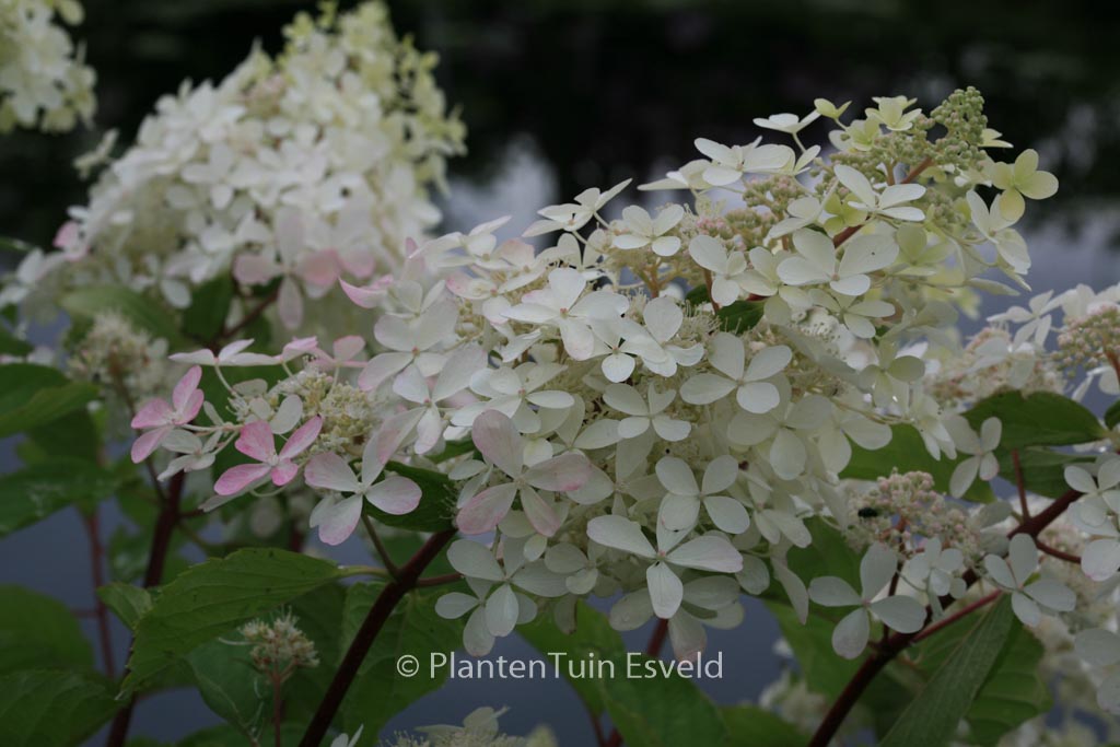 Hydrangea paniculata ‘Ammarin’