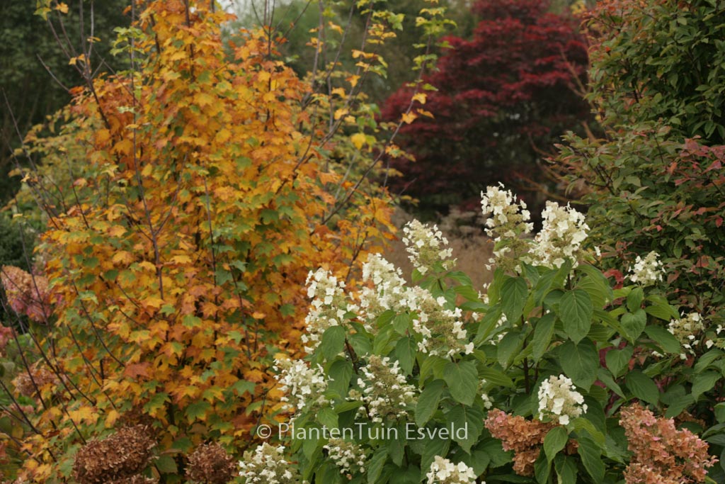 Hydrangea paniculata ‘Azo Vulcan’