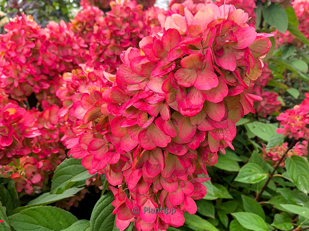 Hydrangea paniculata ‘Bloody Marie’