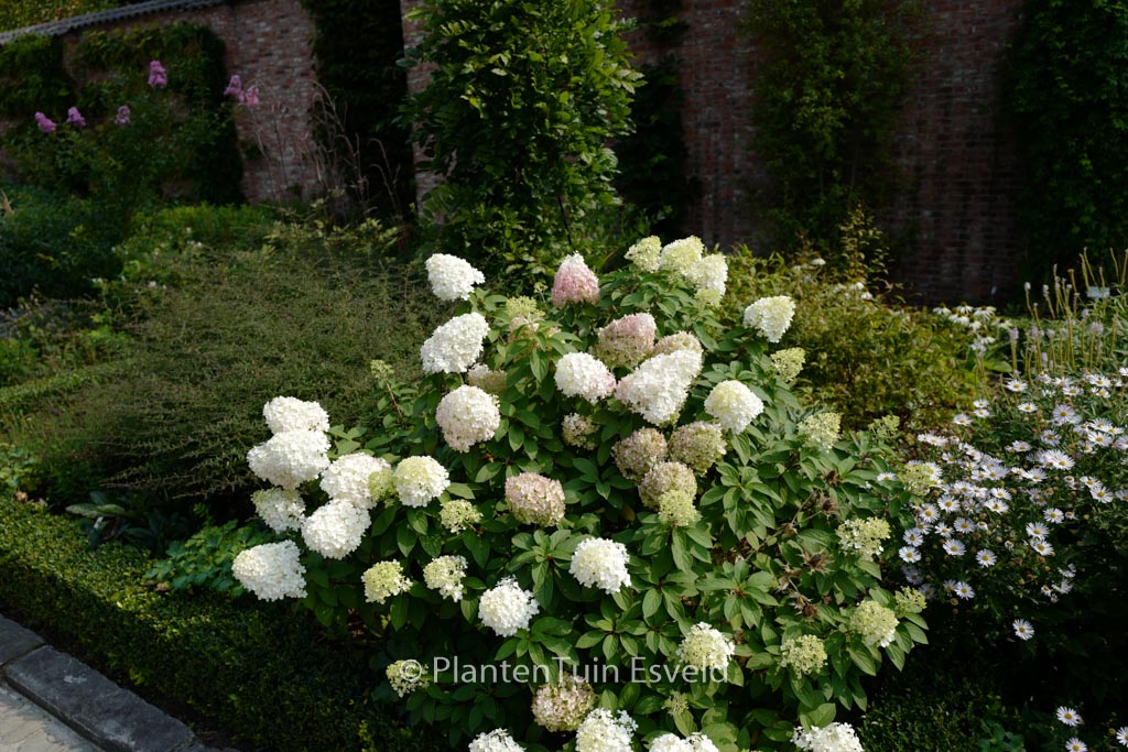 Hydrangea paniculata ‘Bobo’