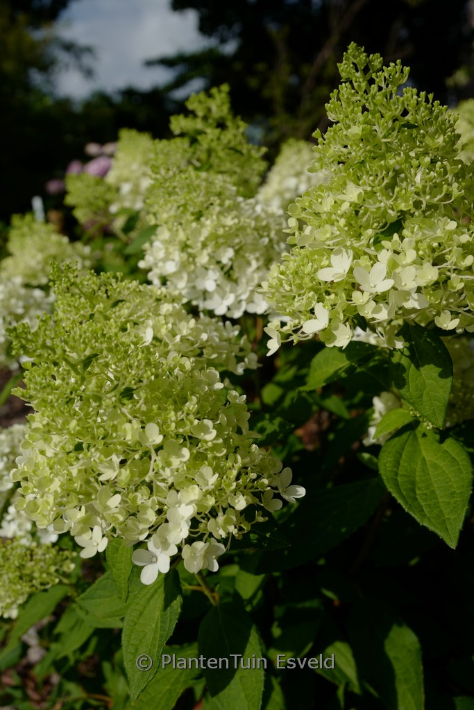 Hydrangea paniculata ‘Bokomaho’ (MAGICAL MATTERHORN)