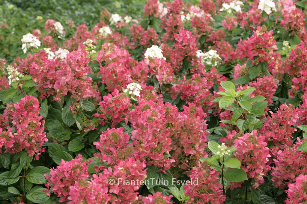 Hydrangea paniculata ‘Bokraplume’ (MAGICAL FIRE)
