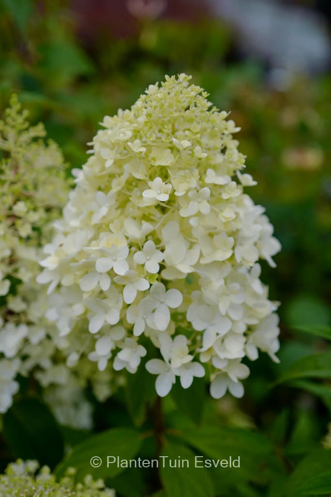 Hydrangea paniculata ‘Bokrathirteen’ (MAGICAL SWEET SUMMER)