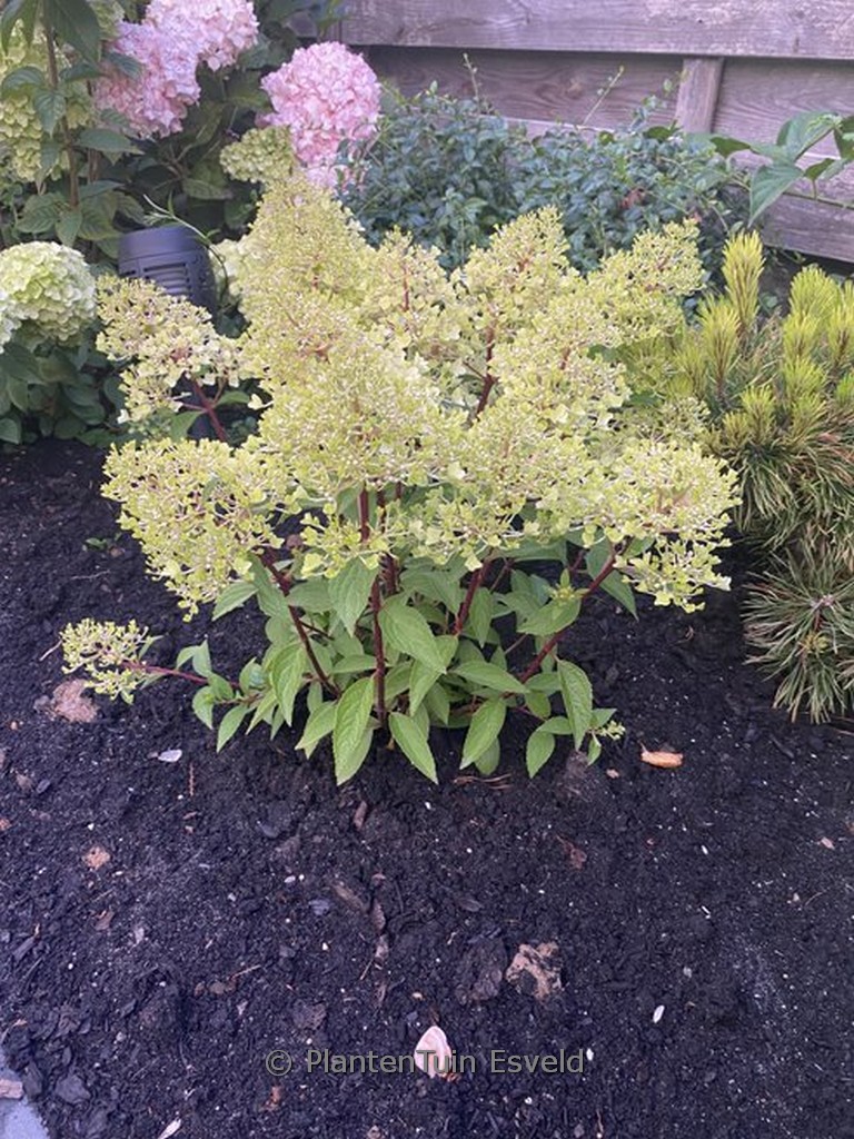 Hydrangea paniculata ‘Coussine’ (PETITE FLORI)