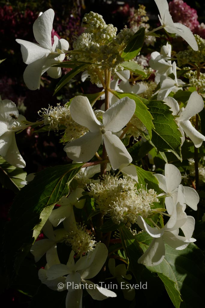 Hydrangea paniculata ‘Cov’ (LEVANA)