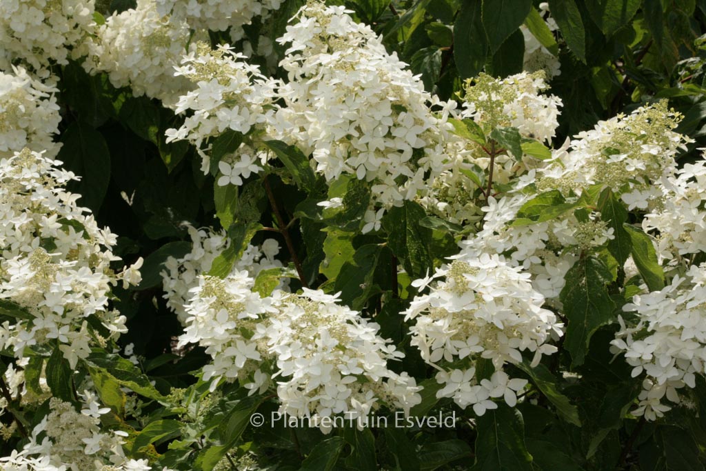 Hydrangea paniculata ‘Degustar’ (STARLIGHT FANTASY)
