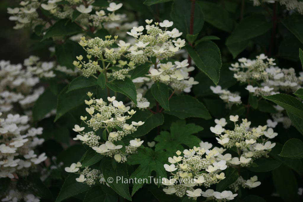 Hydrangea paniculata ‘Dharuma’
