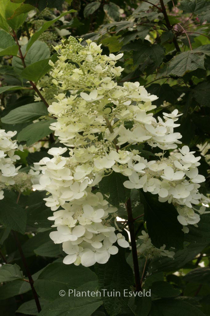 Hydrangea paniculata ‘Dolly’