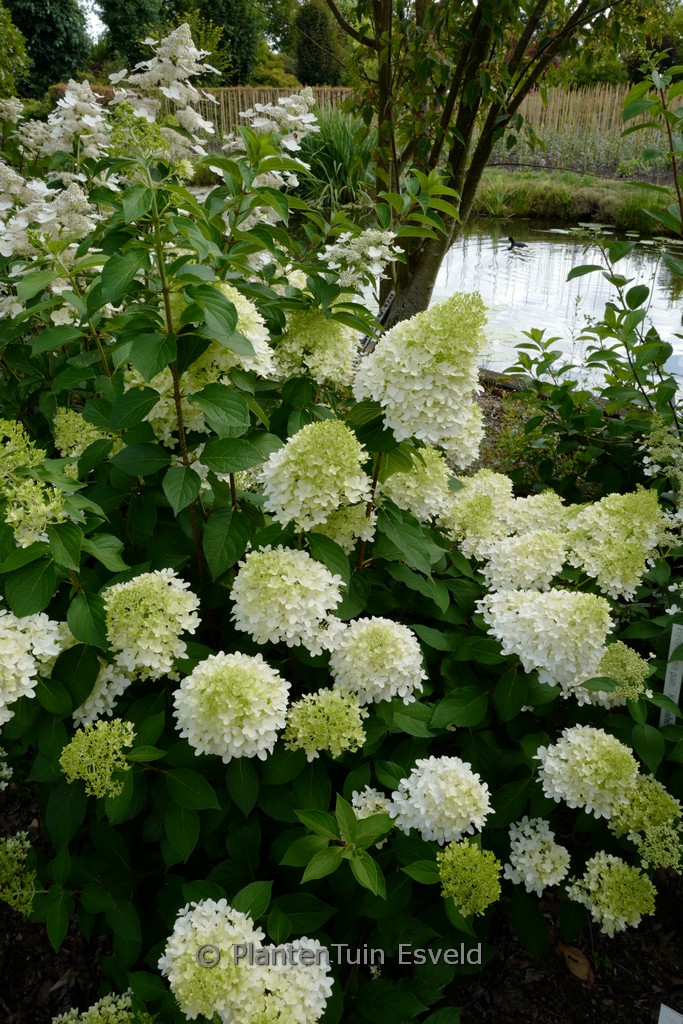 Hydrangea paniculata ‘Frenne’ (SKYFALL)