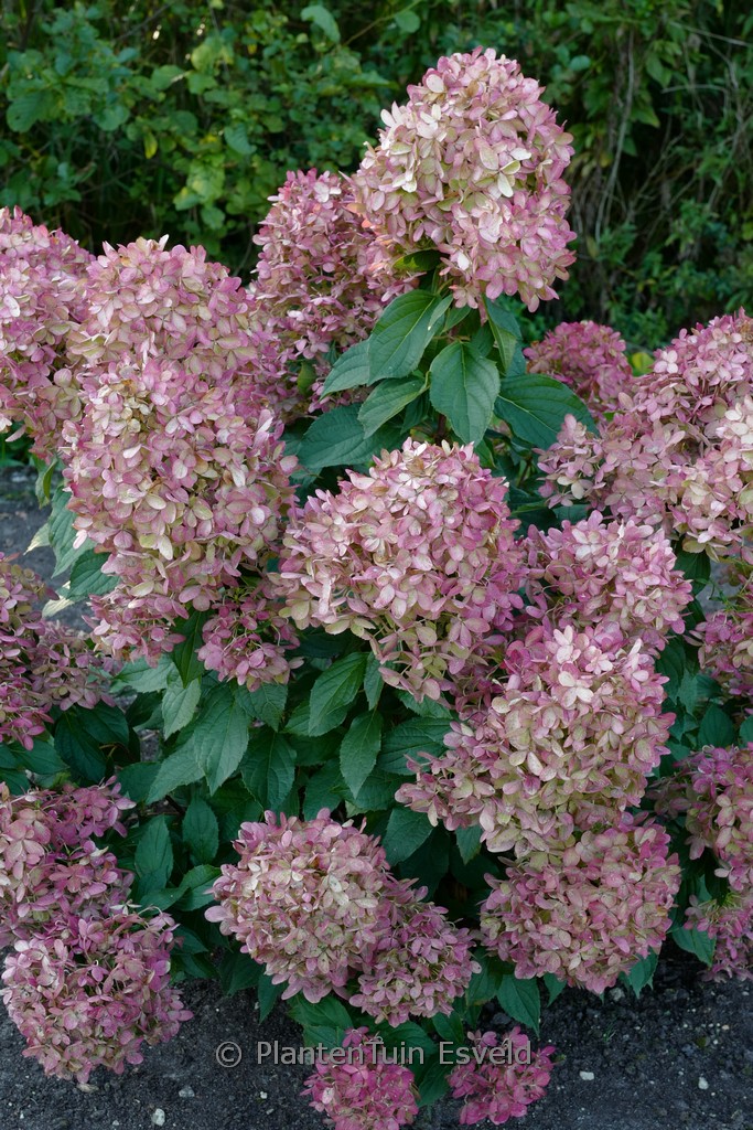 Hydrangea paniculata ‘GRHp10’ (MOJITO)