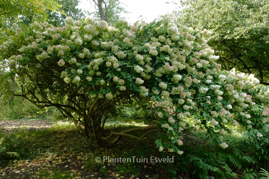 Hydrangea paniculata ‘Grandiflora’