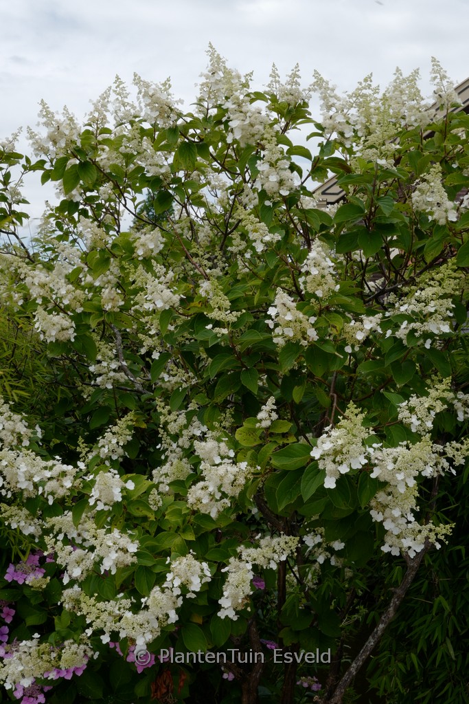 Hydrangea paniculata ‘Great Escape’