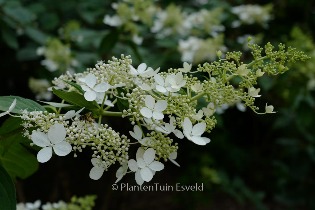 Hydrangea paniculata ‘Greenspire’