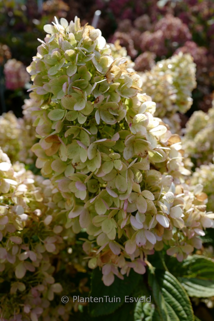 Hydrangea paniculata ‘HP219902’ (PANENKA)