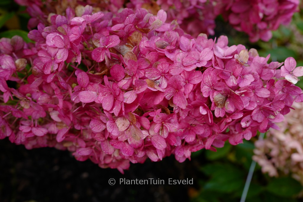 Hydrangea paniculata ‘HP220902’ (PANTHEON)