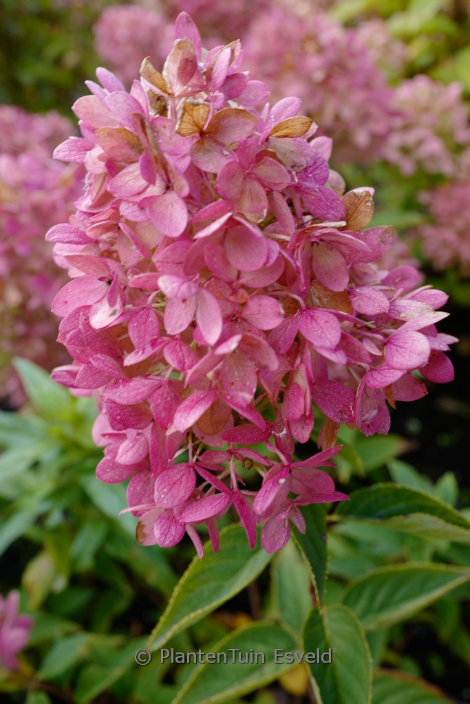 Hydrangea paniculata ‘HYLV17522’ (REDLIGHT GARDENLIGHT)