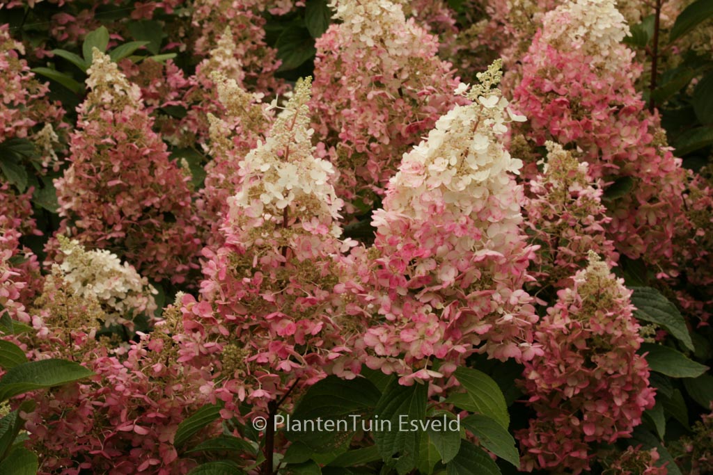 Hydrangea paniculata ‘Haopr013’ (CANDLELIGHT)