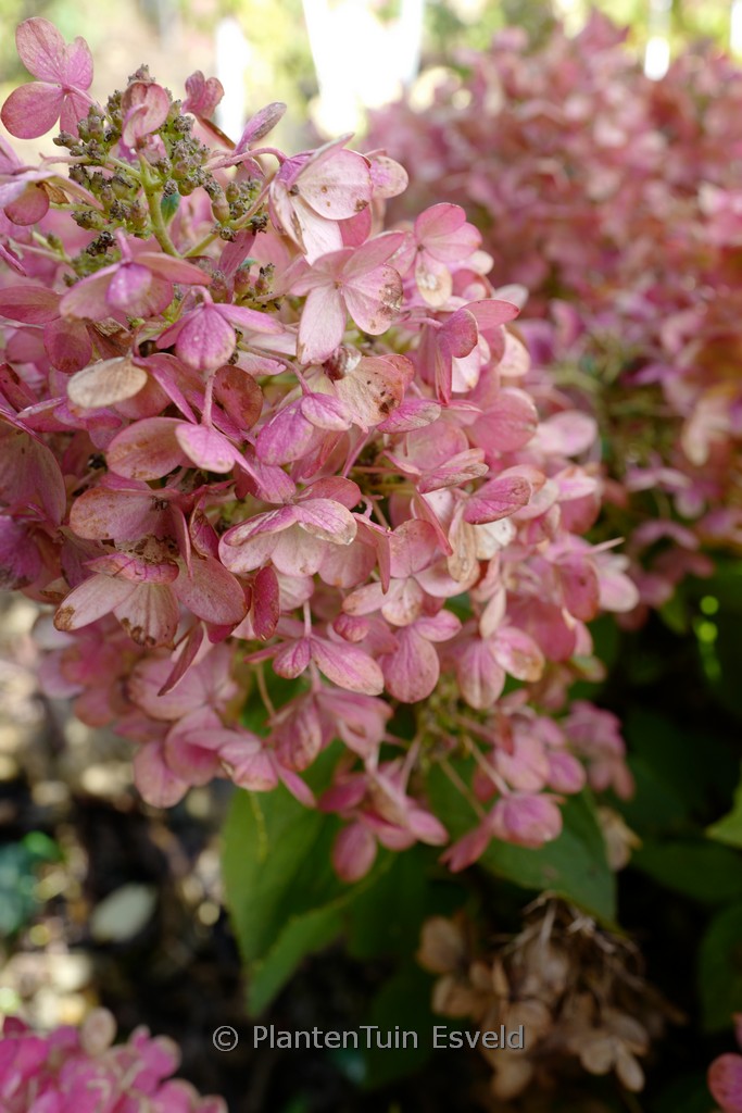 Hydrangea paniculata ‘Hp217901’ (PANFLORA)