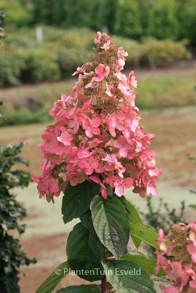 Hydrangea paniculata ‘Interhydia’ (PINK DIAMOND)