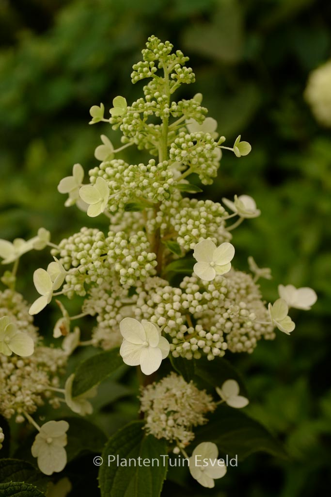 Hydrangea paniculata ‘Kolmahima’ (MAGICAL HIMALAYA)