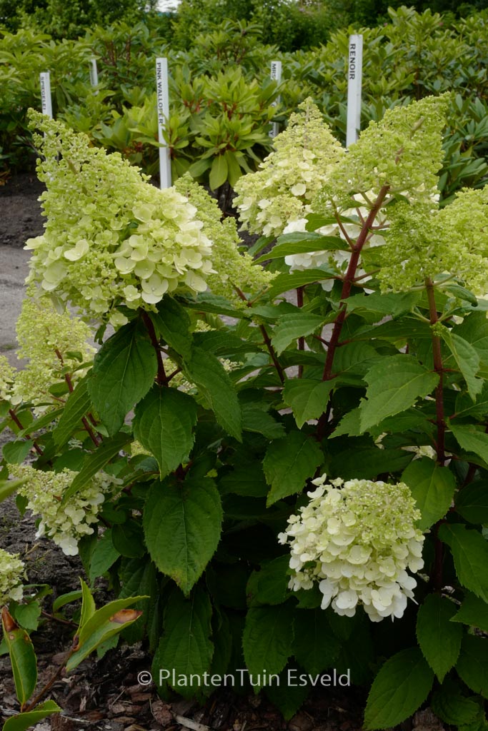 Hydrangea paniculata ‘Kolmamon’ (MAGICAL MONT BLANC)