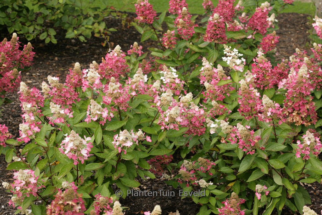 Hydrangea paniculata ‘Kolmavesu’ (MAGICAL VESUVIO)