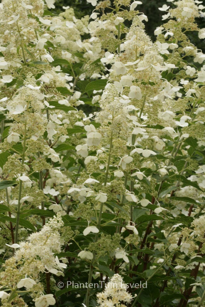 Hydrangea paniculata ‘Kyushu’