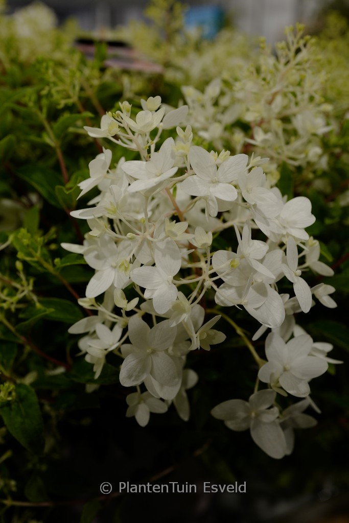 Hydrangea paniculata ‘LCno21’ (GROUND BREAKER BLUSH)