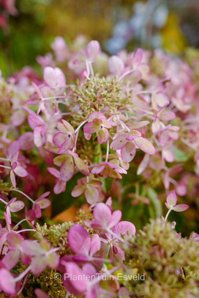 Hydrangea paniculata ‘Lena’