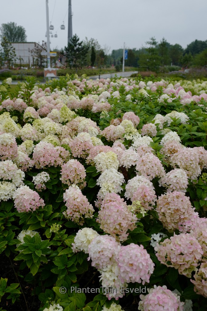 Hydrangea paniculata ‘Limelight Prime’