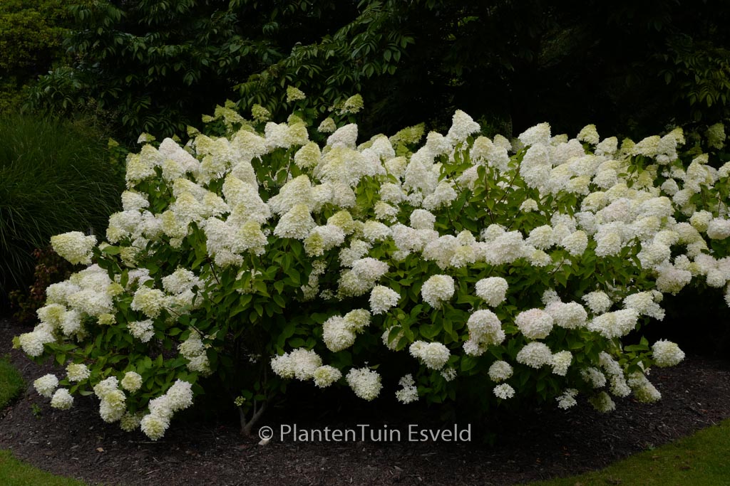 Hydrangea paniculata ‘Limelight’