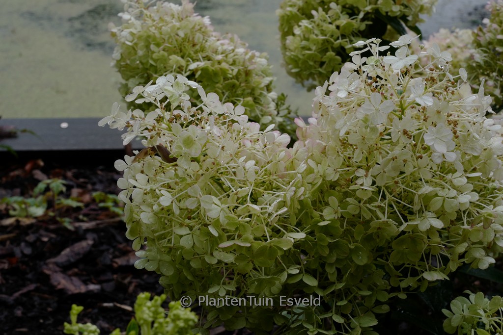 Hydrangea paniculata ‘Little Alf’