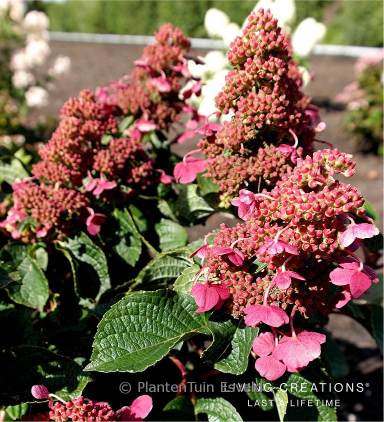 Hydrangea paniculata ‘Living Infinity’