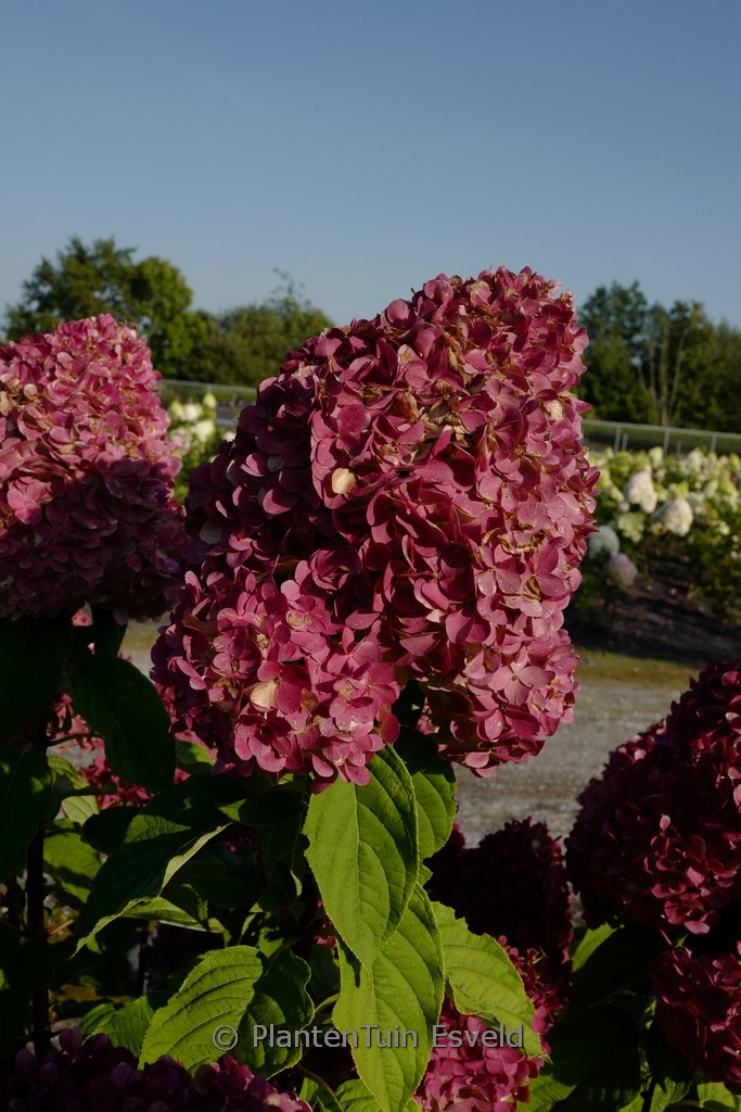 Hydrangea paniculata ‘Living Pink & Rose’
