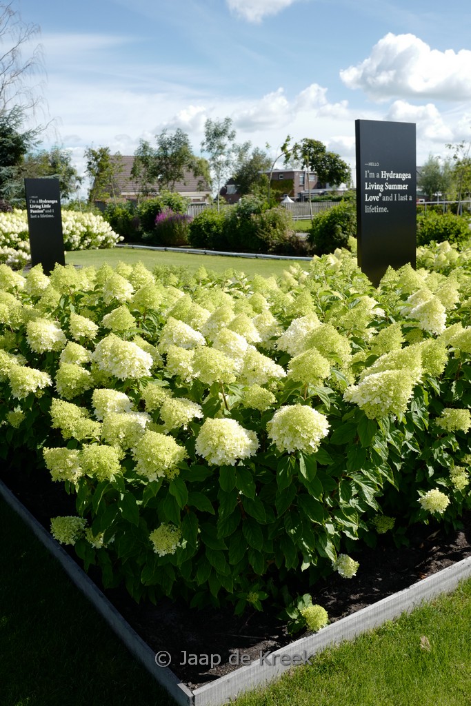 Hydrangea paniculata ‘Living Summer Love’