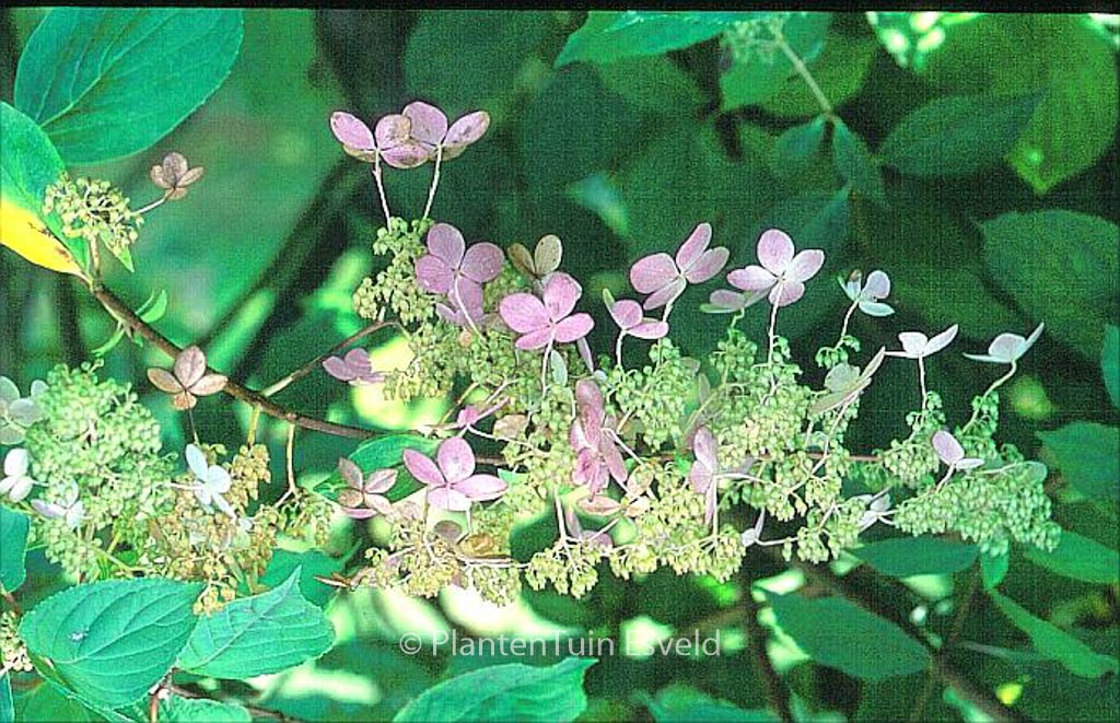 Hydrangea paniculata ‘Melody’