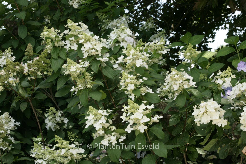 Hydrangea paniculata ‘Mid Late Summer’