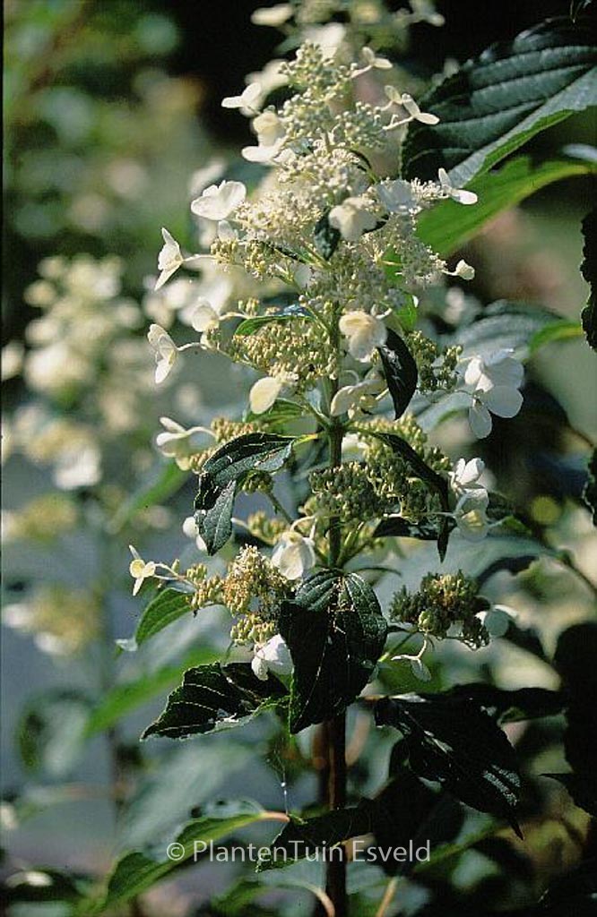 Hydrangea paniculata ‘October Bride’
