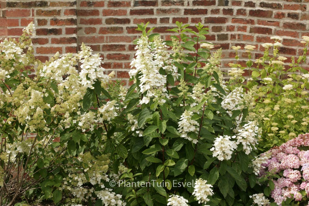 Hydrangea paniculata ‘Pee Wee’