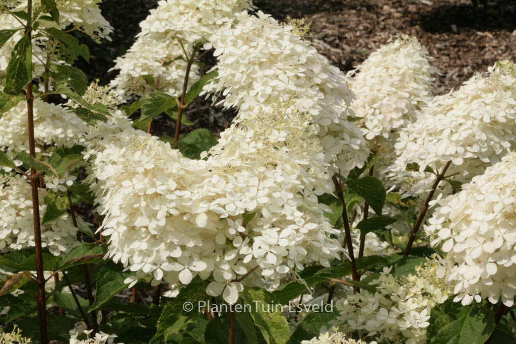 Hydrangea paniculata ‘Phantom’