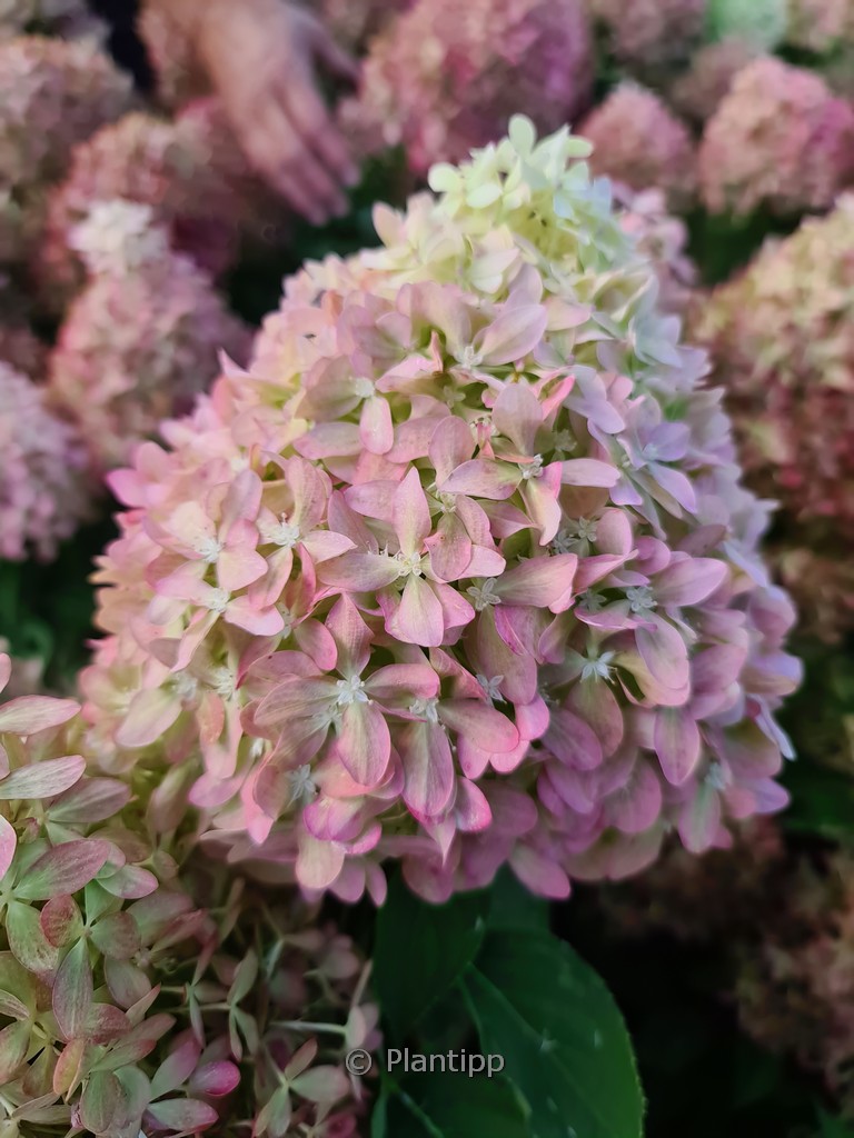 Hydrangea paniculata ‘Pixio’
