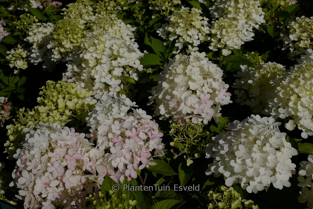 Hydrangea paniculata ‘Quick Fire Fab’