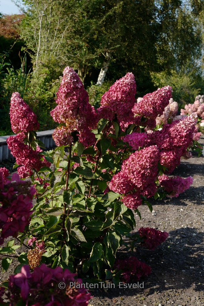 Hydrangea paniculata ‘Renba’ (FRAISE MELBA)