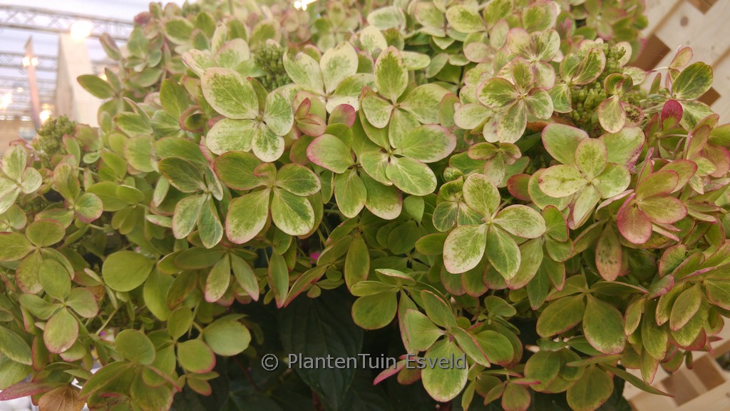 Hydrangea paniculata ‘Rencolor’ (PASTEL GREEN