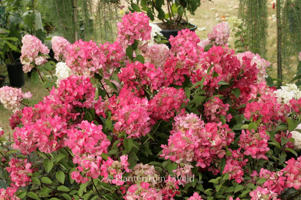 Hydrangea paniculata ‘Rendia’ (DIAMOND ROUGE)